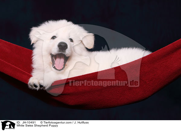 White Swiss Shepherd Puppy / JH-10491