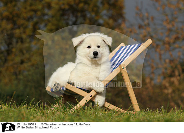 White Swiss Shepherd Puppy / JH-10524