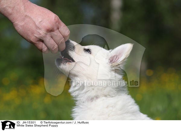 Weier Schweizer Schferhund Welpe / White Swiss Shepherd Puppy / JH-15301