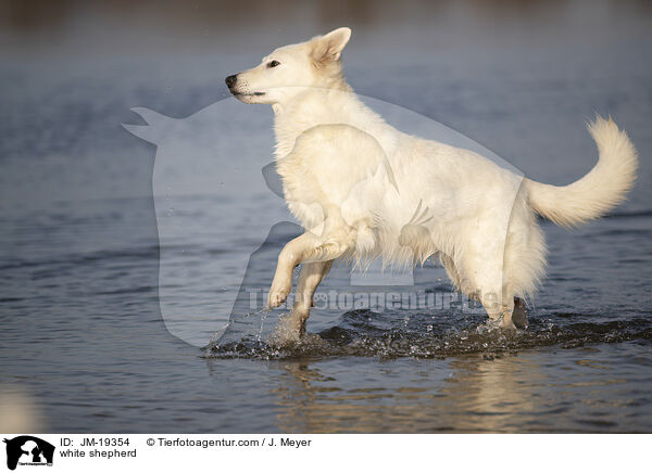 Weier Schferhund / white shepherd / JM-19354