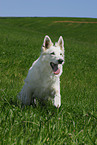 white shepherd