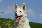 white shepherd