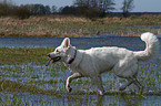 white shepherd