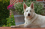 white shepherd