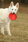 White Swiss Shepherd