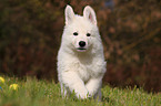 White Swiss Shepherd Puppy