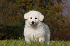 White Swiss Shepherd Puppy