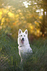 sitting White Shepherd