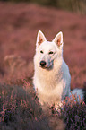 White Shepherds in the heather