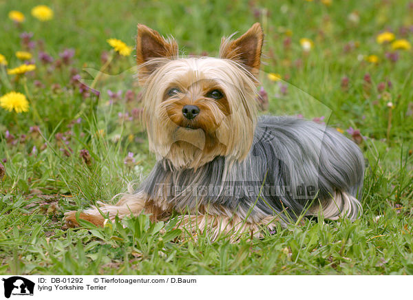 liegender Yorkshire Terrier / lying Yorkshire Terrier / DB-01292