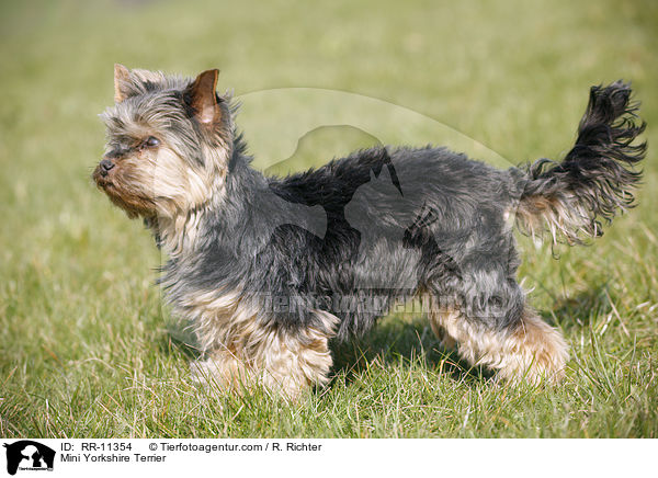 Mini Yorkshire Terrier / RR-11354