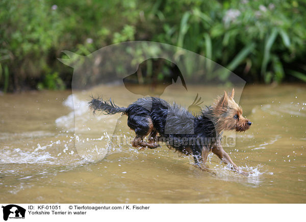 Yorkshire Terrier in water / KF-01051
