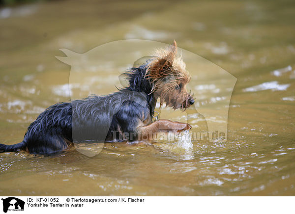 Yorkshire Terrier in water / KF-01052