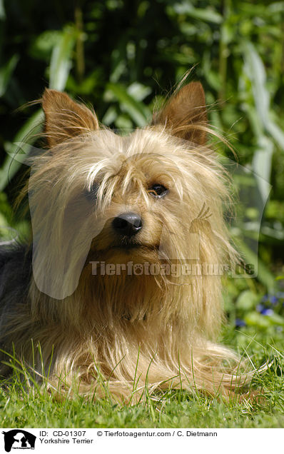 Yorkshire Terrier / CD-01307