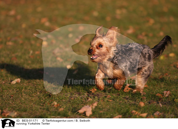running Yorkshire Terrier / BES-01171