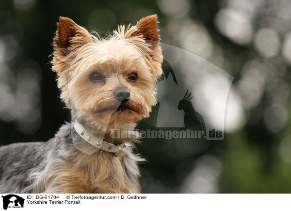 Yorkshire Terrier Portrait / DG-01704