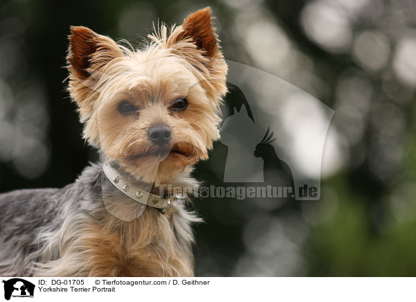 Yorkshire Terrier Portrait / DG-01705