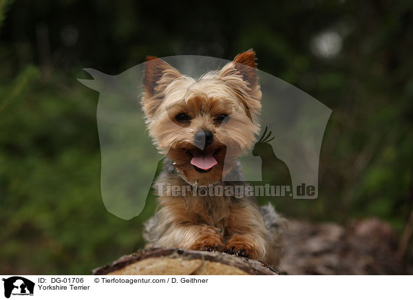 Yorkshire Terrier / DG-01706