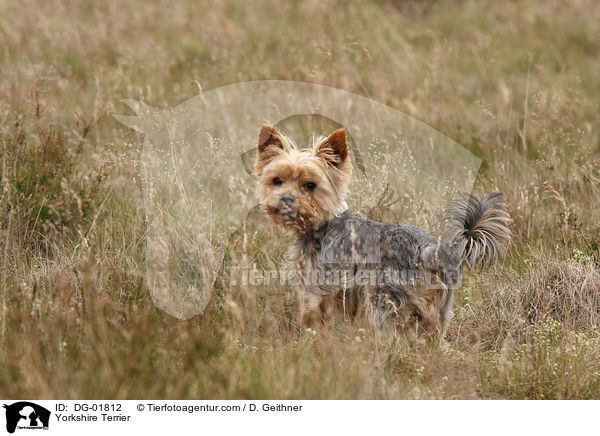 Yorkshire Terrier / DG-01812