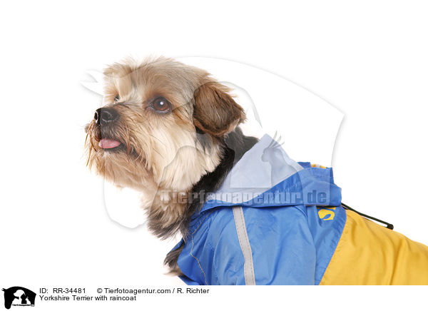 Yorkshire Terrier mit Regenmantel / Yorkshire Terrier with raincoat / RR-34481