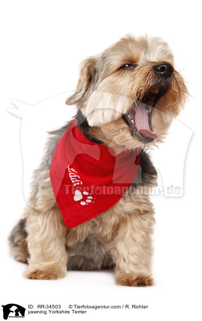 ghnender Yorkshire Terrier / yawning Yorkshire Terrier / RR-34503