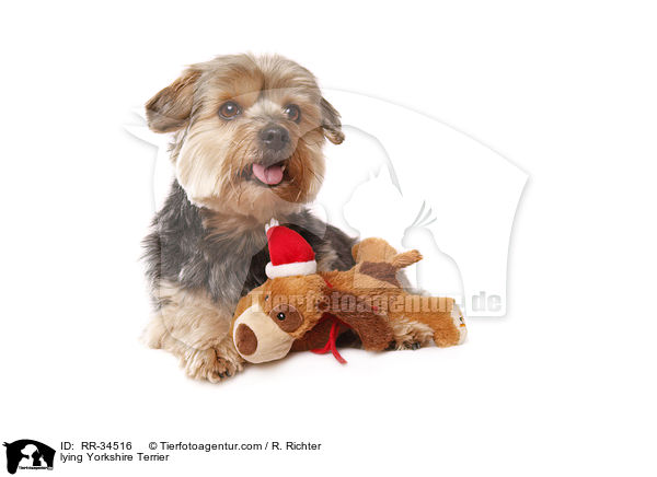 liegender Yorkshire Terrier / lying Yorkshire Terrier / RR-34516