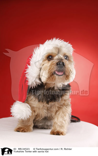 Yorkshire Terrier with santa hat / RR-34523