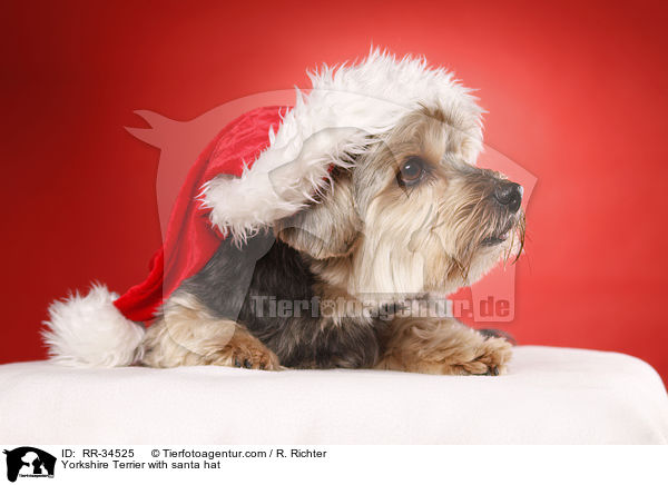 Yorkshire Terrier with santa hat / RR-34525