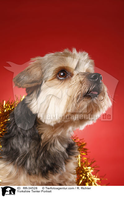 Yorkshire Terrier Portrait / RR-34528