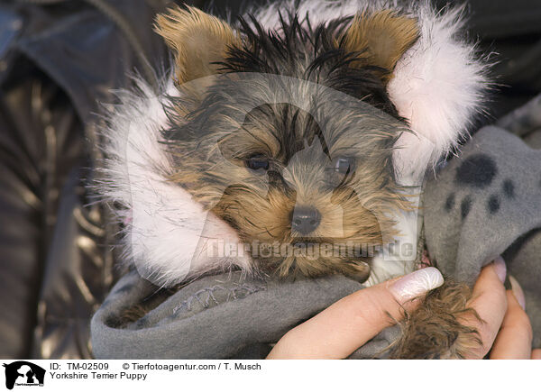 Yorkshire Terrier Puppy / TM-02509
