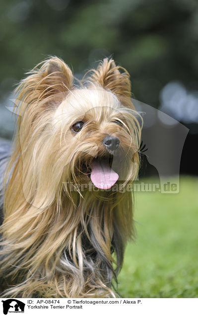 Yorkshire Terrier Portrait / AP-08474