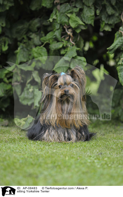 sitting Yorkshire Terrier / AP-08483