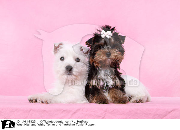West Highland White Terrier and Yorkshire Terrier Puppy / JH-14825