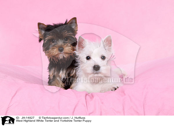 West Highland White Terrier and Yorkshire Terrier Puppy / JH-14827