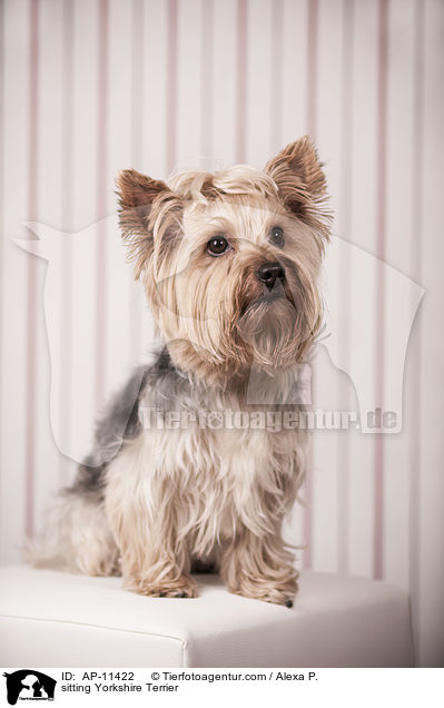 sitzender Yorkshire Terrier / sitting Yorkshire Terrier / AP-11422