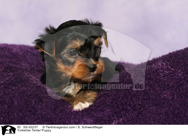 Yorkshire Terrier Welpe / Yorkshire Terrier Puppy / SS-30237