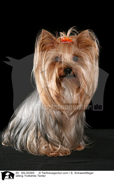 sitzender Yorkshire Terrier / sitting Yorkshire Terrier / SS-30265