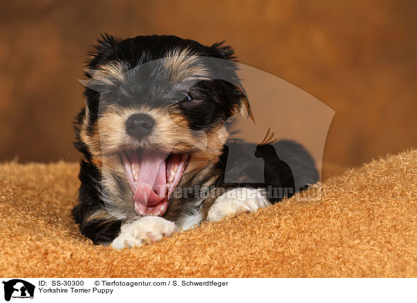 Yorkshire Terrier Welpe / Yorkshire Terrier Puppy / SS-30300
