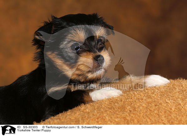 Yorkshire Terrier Welpe / Yorkshire Terrier Puppy / SS-30303
