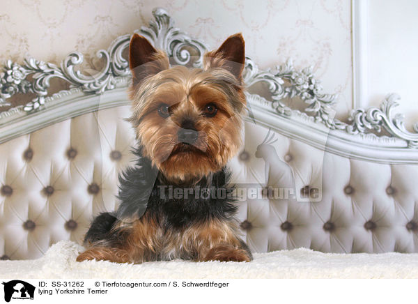 liegender Yorkshire Terrier / lying Yorkshire Terrier / SS-31262