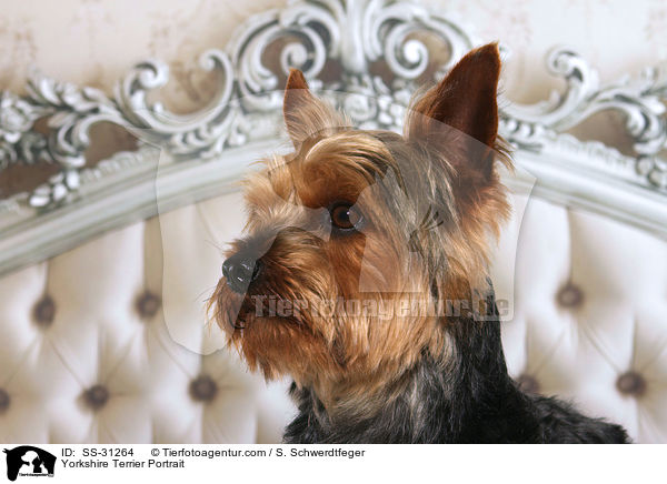 Yorkshire Terrier Portrait / Yorkshire Terrier Portrait / SS-31264