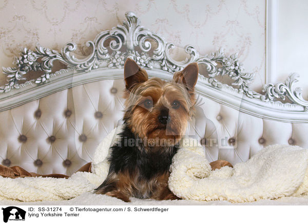 liegender Yorkshire Terrier / lying Yorkshire Terrier / SS-31274