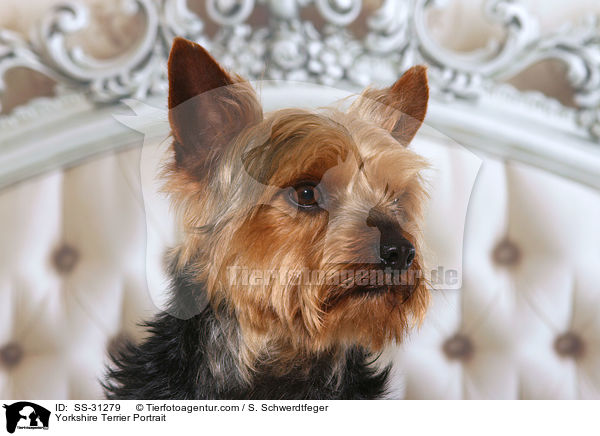 Yorkshire Terrier Portrait / Yorkshire Terrier Portrait / SS-31279