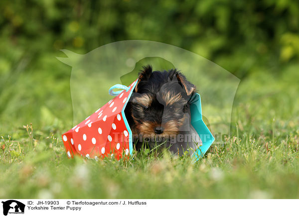 Yorkshire Terrier Welpe / Yorkshire Terrier Puppy / JH-19903