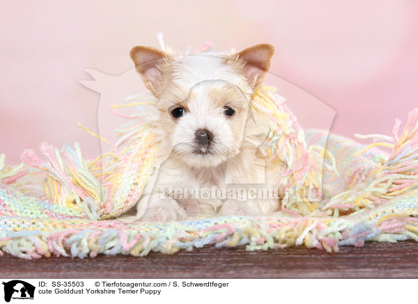 cute Golddust Yorkshire Terrier Puppy / SS-35503