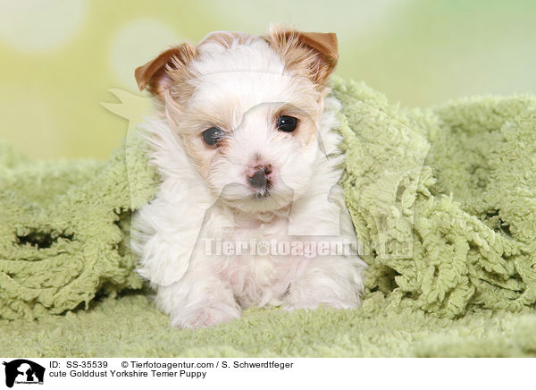 cute Golddust Yorkshire Terrier Puppy / SS-35539