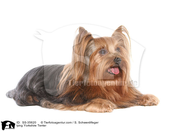 liegender Yorkshire Terrier / lying Yorkshire Terrier / SS-35620