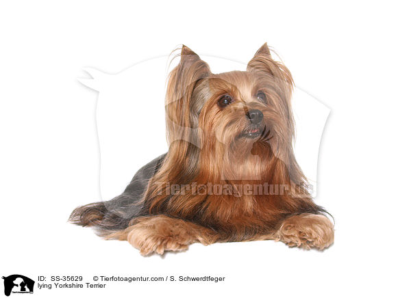 liegender Yorkshire Terrier / lying Yorkshire Terrier / SS-35629