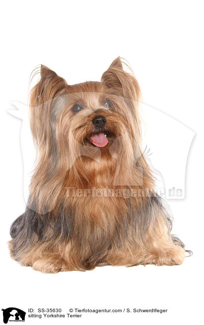 sitzender Yorkshire Terrier / sitting Yorkshire Terrier / SS-35630