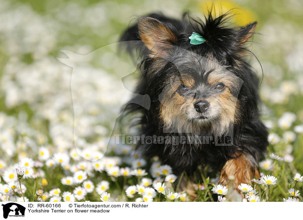 Yorkshire Terrier auf Blumenwiesse / Yorkshire Terrier on flower meadow / RR-60166